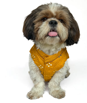 Pawgy Pets Festive Shirt Mustard Mirror Work for Dogs