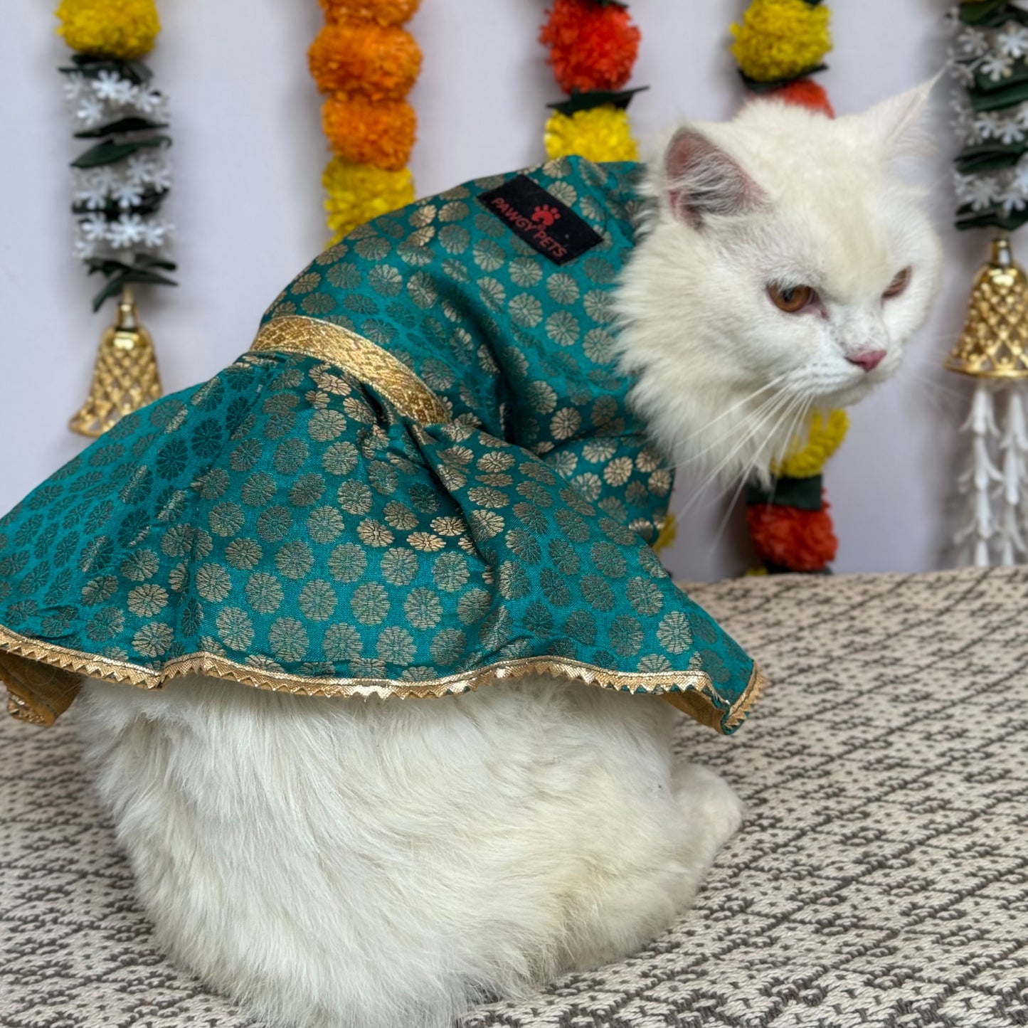 Teal Blue Occasion Wear Dress | For Cats