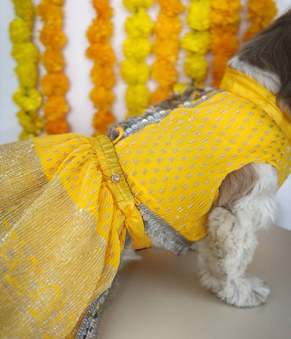 Pawgy Pets Pleaty Yellow Lehenga for Dogs & Cats