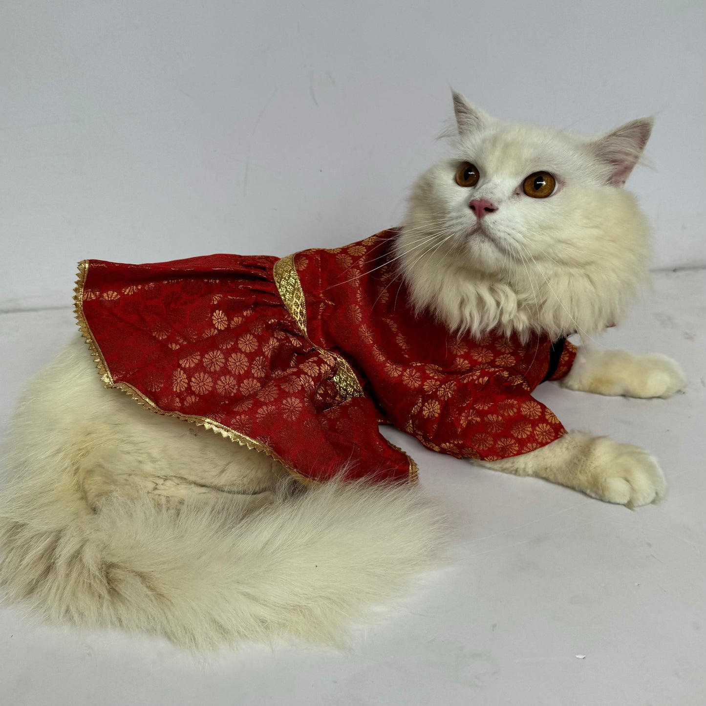 Pawgy Pets Occasion wear Dress Red: Cat