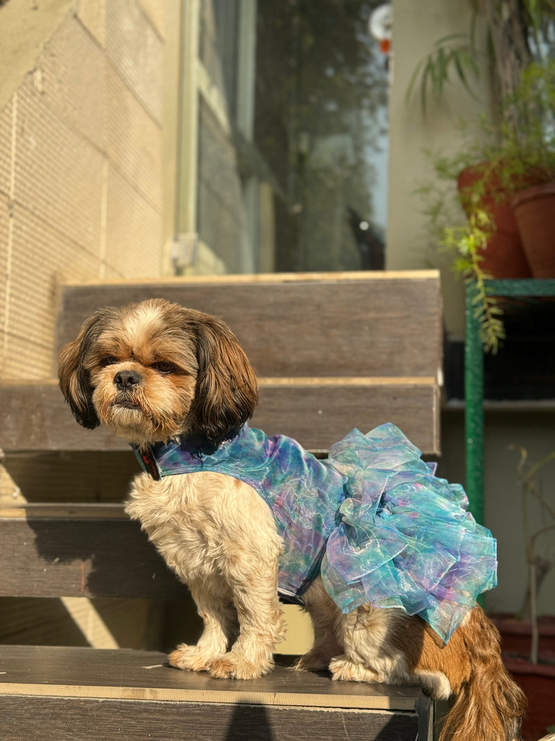 Blue Frilly Dress | For Dogs | Pawgy Pets
