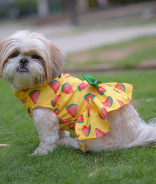 Buy Yellow Watermelon Female Dog Dress at Pawgy Pets