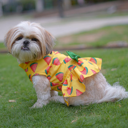 Watermelon Sugar Dress | Yellow | For Dogs | Pawgy Pets