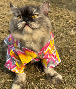Pawgy Pets pink zig zag kurta for Cats