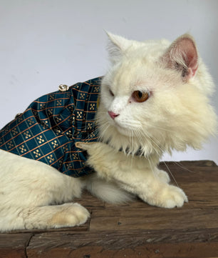Pawgy Pets Cat Strapy Sherwani Peacock Blue for Cats