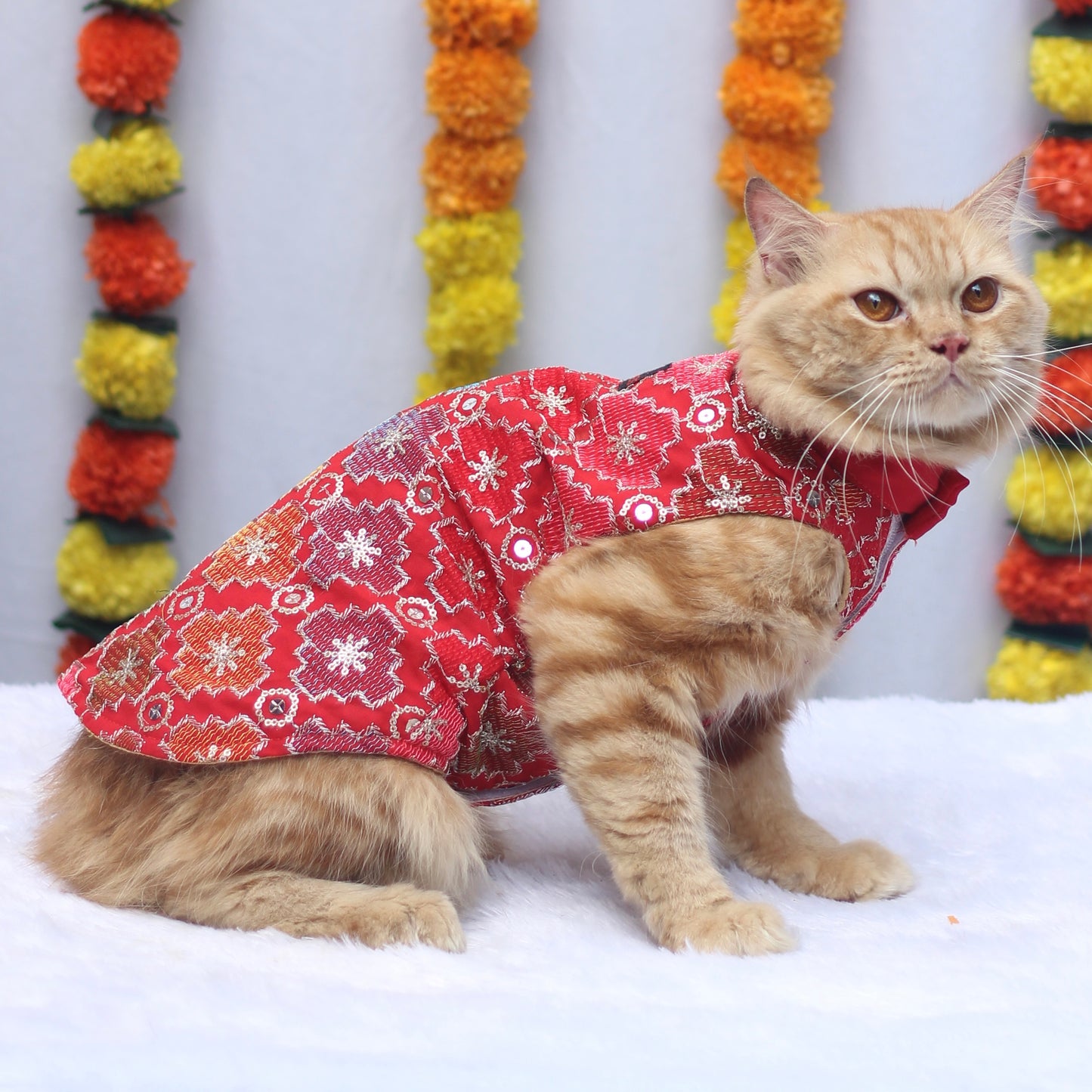 Patola Festive Shirt | For Cats | Pawgy Pets