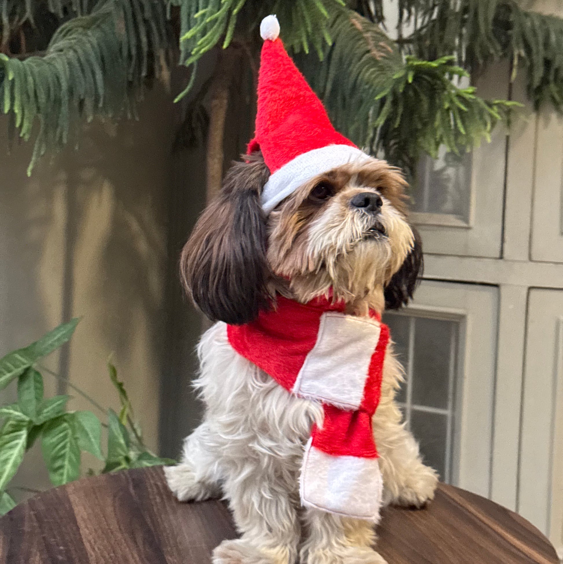 Pawgy Pets Dog Christmas Scarf