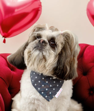 Pawgy Pets Floral Denim Bandana for Dogs & Cats