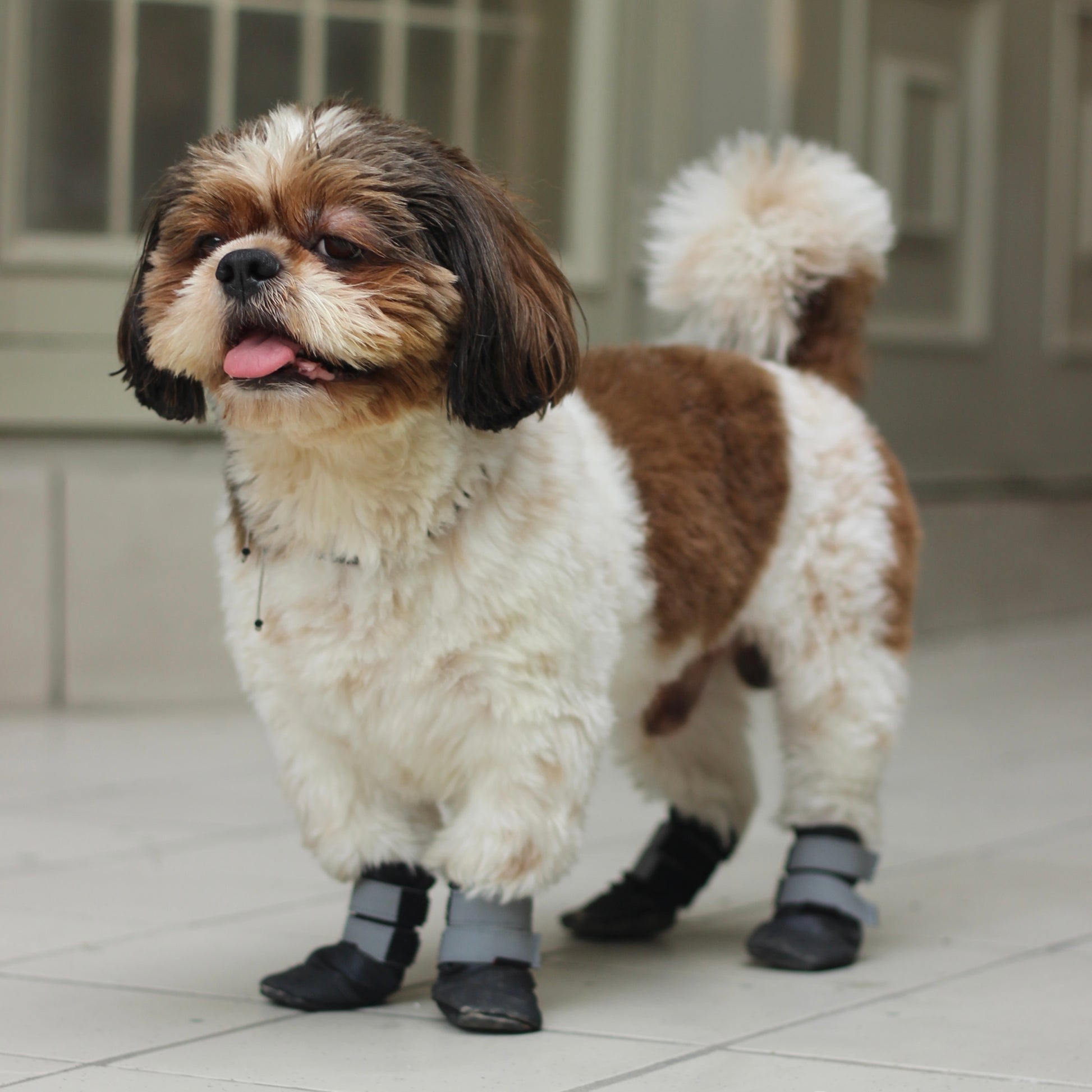 Pawgy Walkies – Everyday Dog Shoes: Set of 4