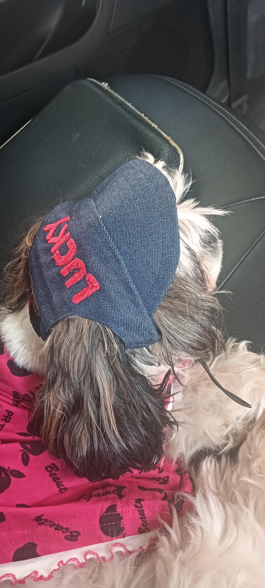 Denim Cap | Personalised for Dogs | Pawgy Pets