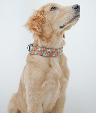 Pawgy Pets Collar Mickey Pastel Green for dogs and cats