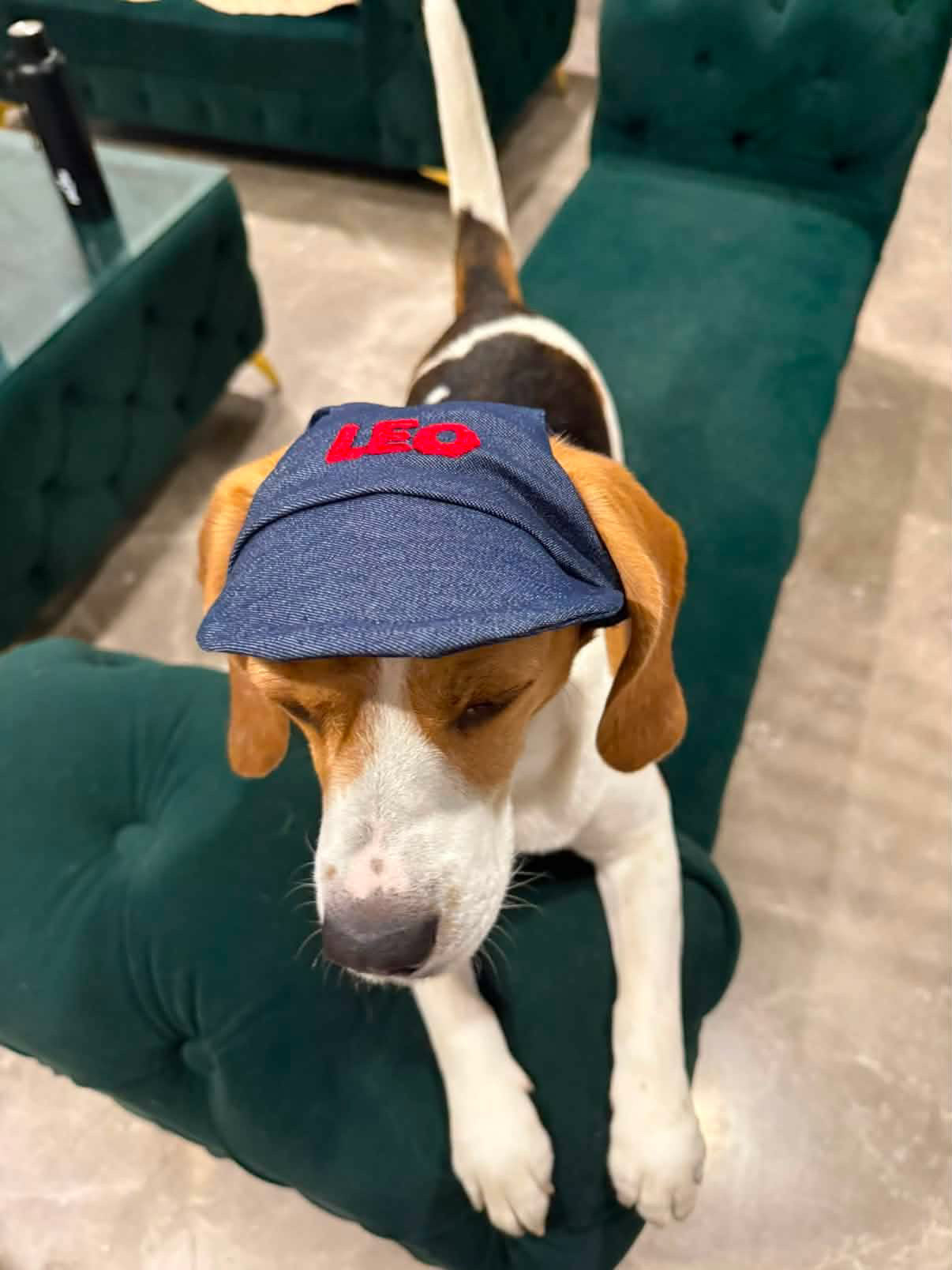 Denim Cap | Personalised for Dogs | Pawgy Pets