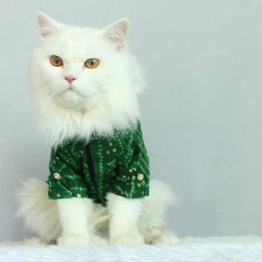 Pawgy Pets Green Bandani kurta for Cats