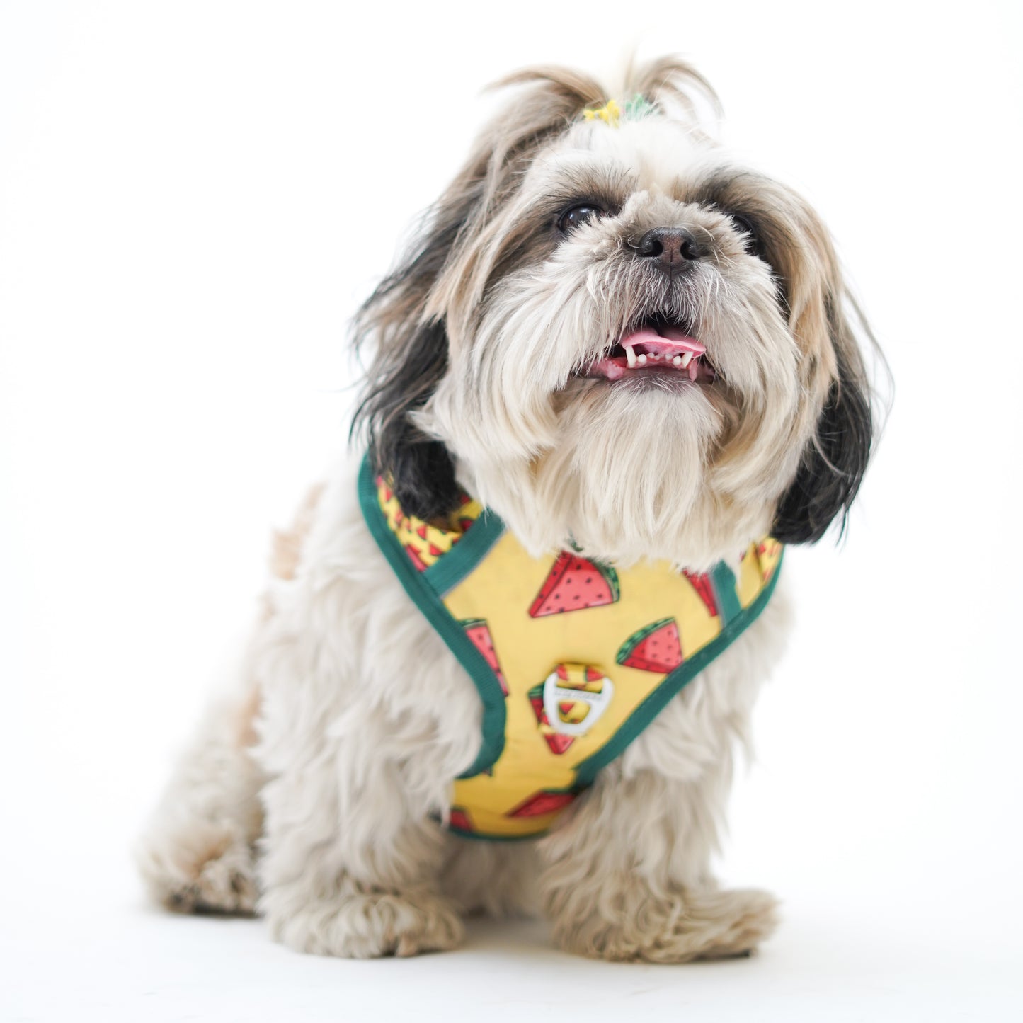 Watermelon | Padded Harness for Dogs and Cats | Pawgy Pets
