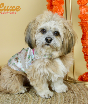Luxe by Pawgy Pets Floral Sherwani White