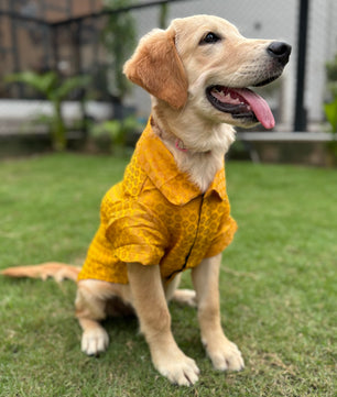 Pawgy Pets Occasion wear shirt Yellow for Dogs