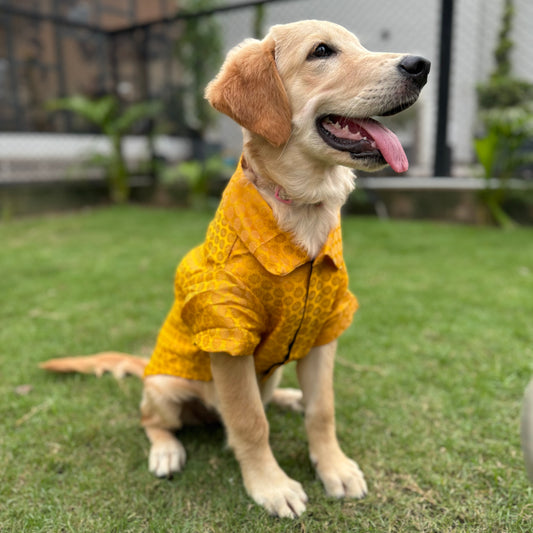 Pawgy Pets Occasion wear shirt Yellow for Dogs