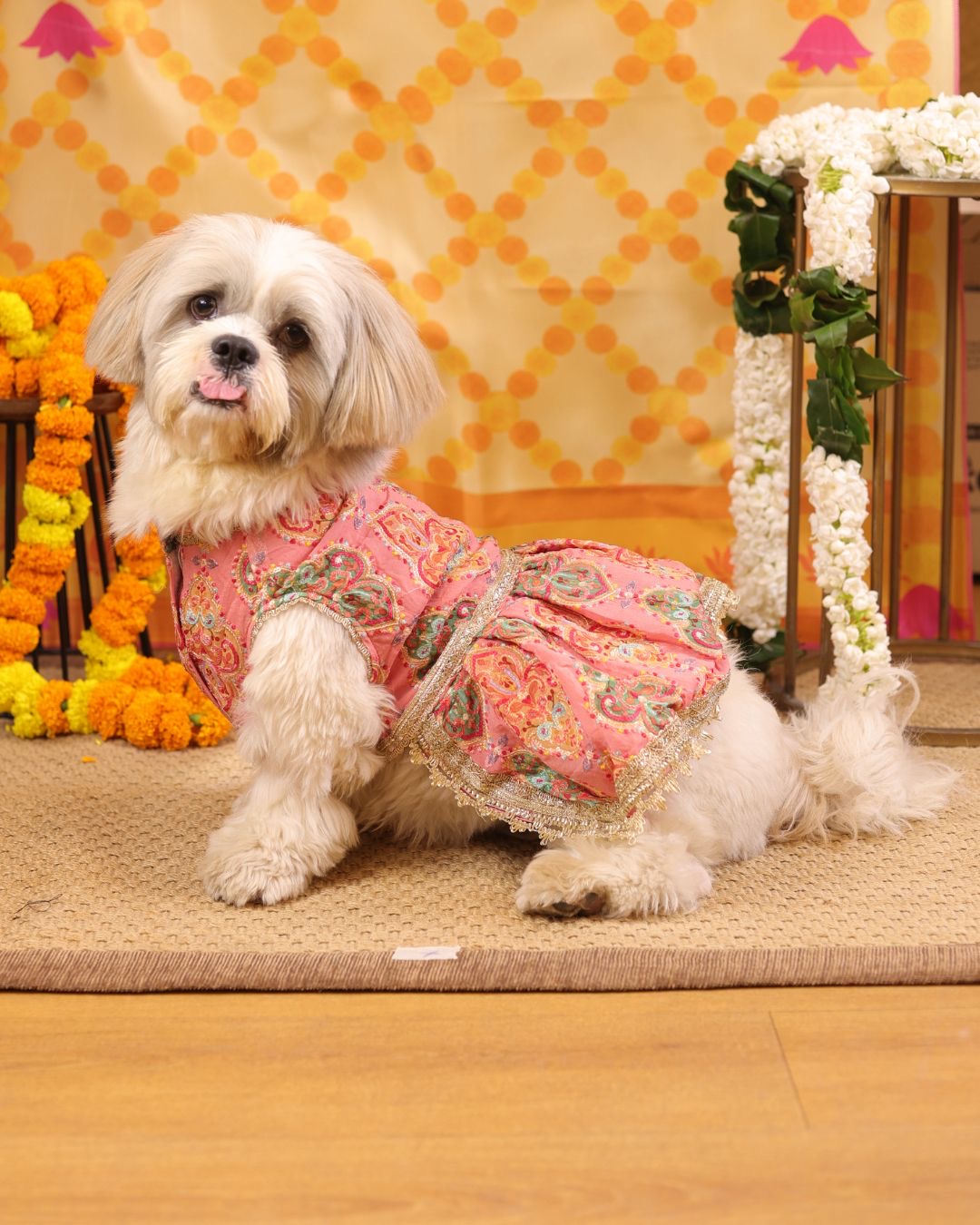 Peach Dress | Luxe Collection | Pawgy Pets