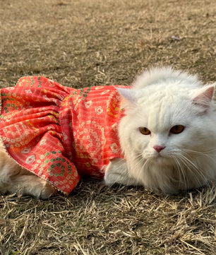 Pawgy Pets Silk Dress Peach: Cat