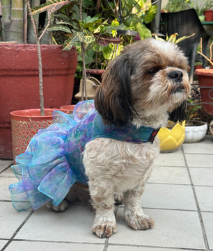 Pawgy Pets Frilly Dress Blue for Dogs