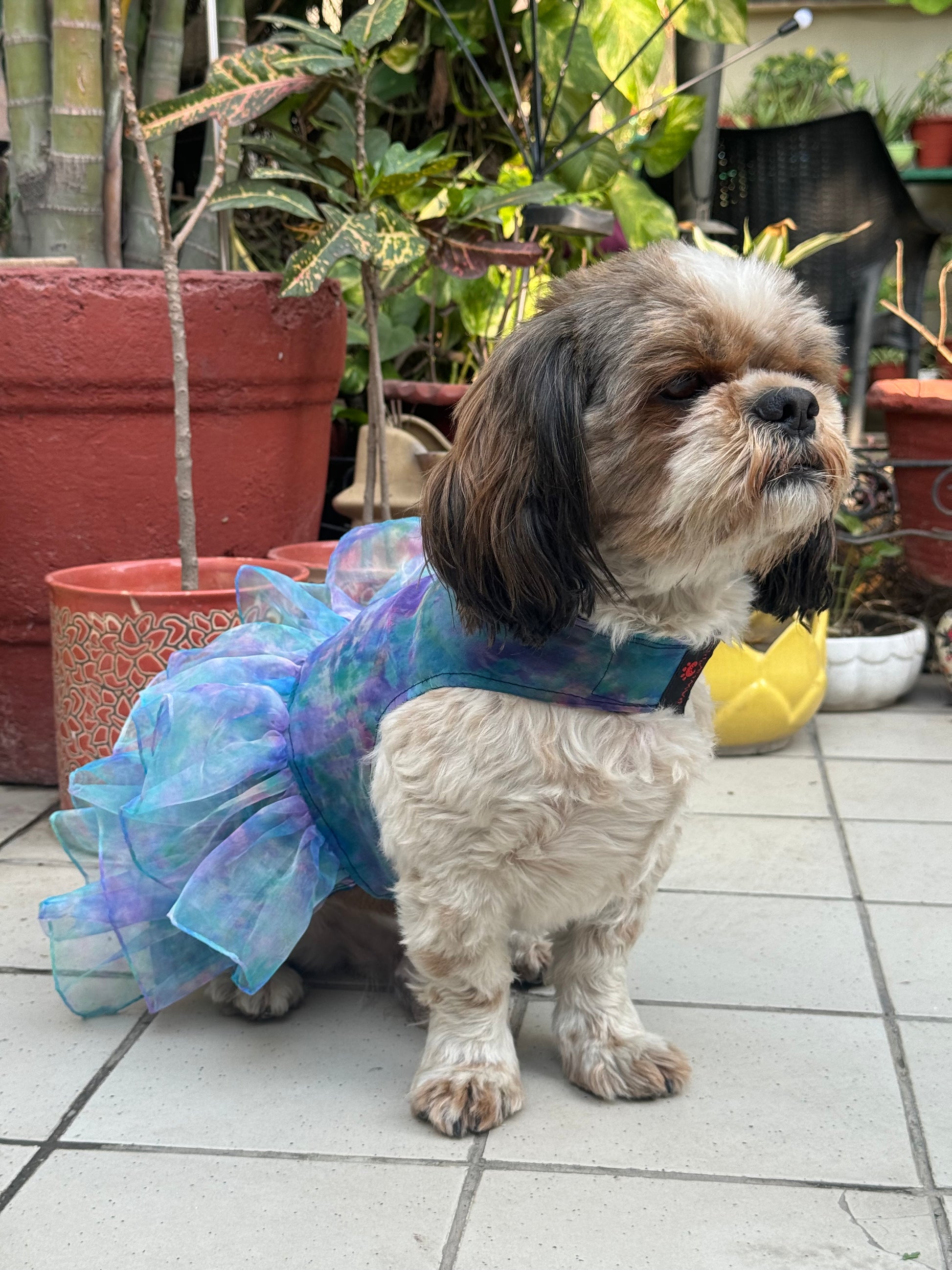 Blue Frilly Dress for Dogs | Pawgy Pets Blue Frilly Dress for Dogs | Pawgy Pets