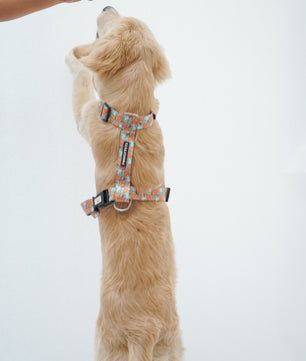 Pawgy Pets H-Harness Mickey Pastel Green for Dogs and Cats