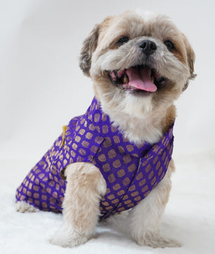 Pawgy Pets Sherwani Purple for Dogs