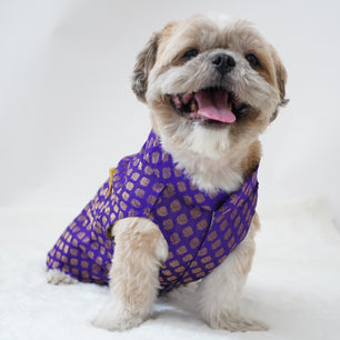 Pawgy Pets Sherwani Purple for Dogs