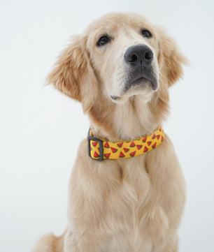 Pawgy Pets Collar Watermelon yellow for dogs and cats
