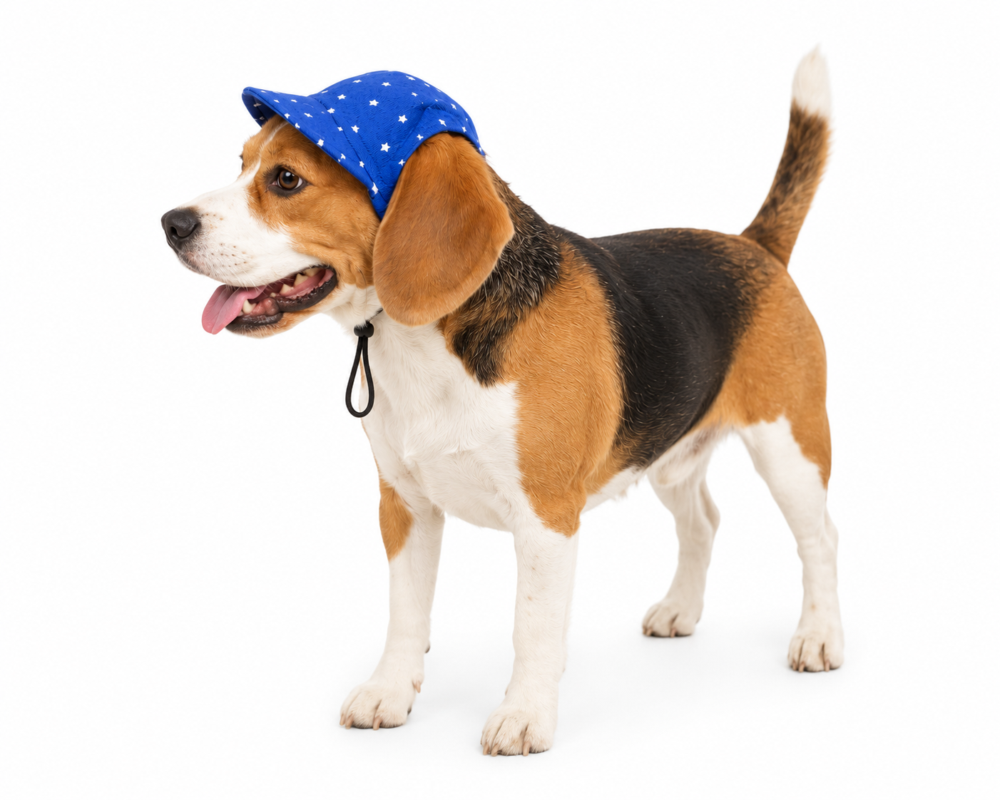 Royal Blue Star Cap | For Dogs | Pawgy Pets