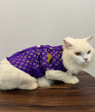 Pawgy Pets Sherwani Purple for Cats