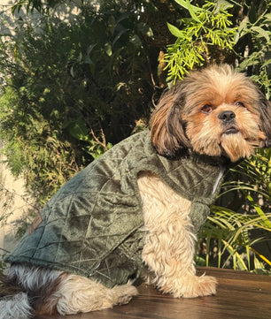 Pawgy Pets  Quilted Jacket (Olive Green) for Dogs & Cats