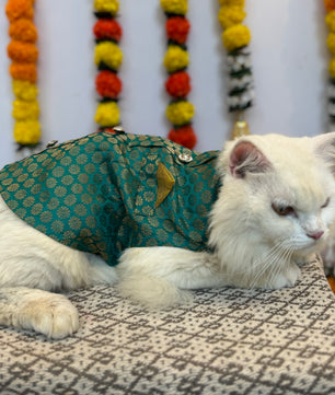 Pawgy Pets Sherwani Teal Blue for Cats