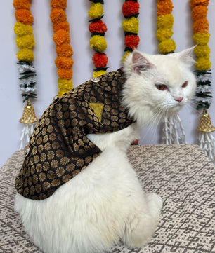 Pawgy Pets Sherwani Black for Cats