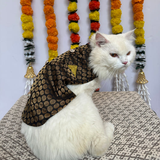 Pawgy Pets Sherwani Black for Cats