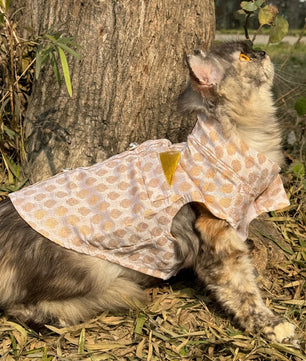 Pawgy Pets Sherwani white for Cats
