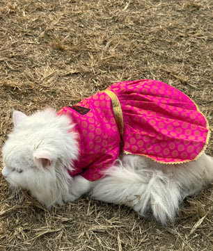 Pawgy Pets Occasion wear Dress Pink: Cat