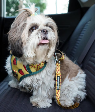 Pawgy Pets Car Leash Watermelon Yellow for Dogs and Cats