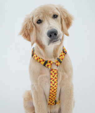 Pawgy Pets H-Harness Watermelon Yellow for Dogs and Cats