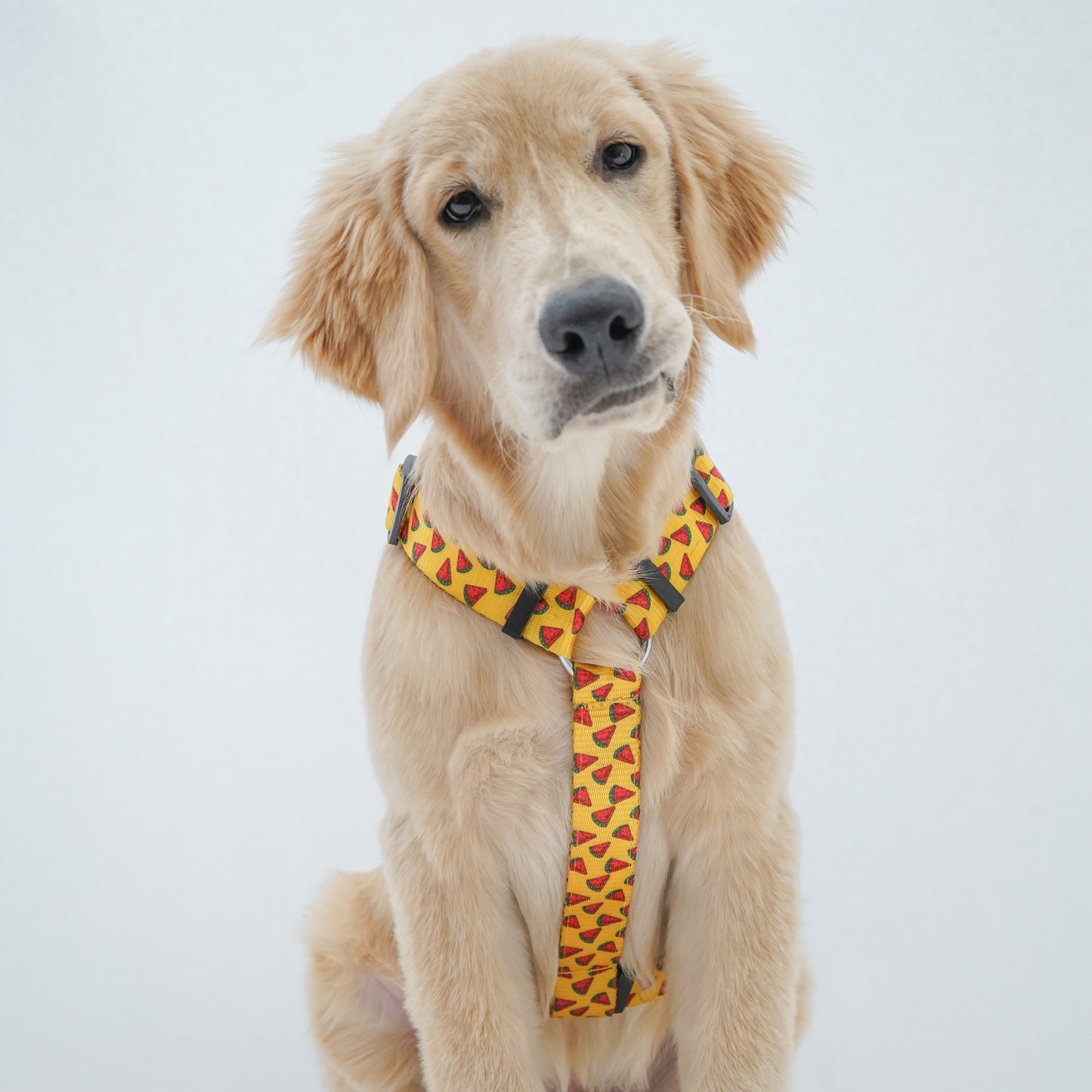 Watermelon Yellow | H-Harness for Dogs and Cats | Pawgy Pets
