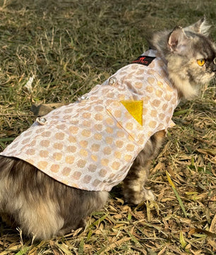 Pawgy Pets Sherwani white for Cats