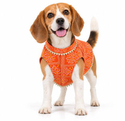 Orange Bandhani Kurta | For Dogs | Pawgy Pets