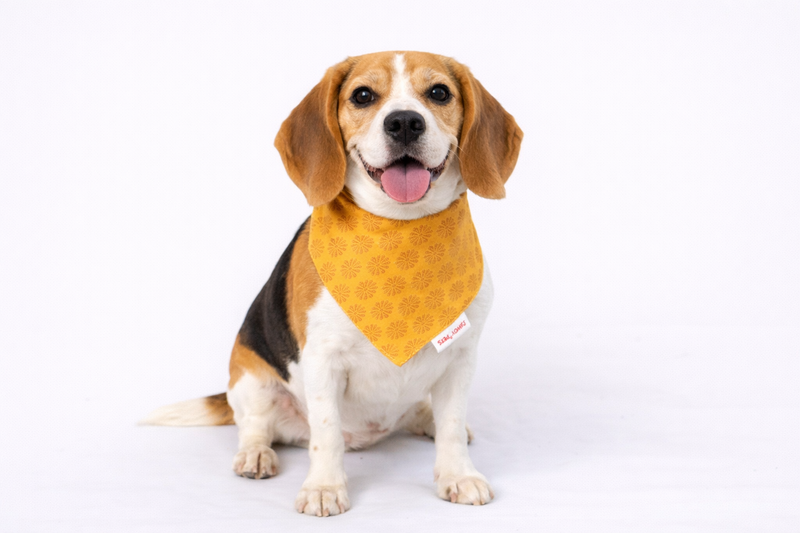 Yellow Occasion Wear Bandana | For Dogs & Cats | Pawgy Pets