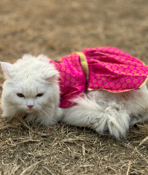 Pawgy Pets Occasion wear Dress Pink: Cat
