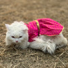 Pink Occasion Wear Dress | For Cats | Pawgy Pets