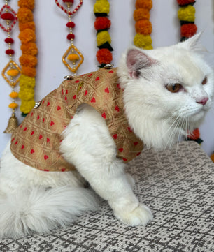 Pawgy Pets Sherwani Golden for Cats