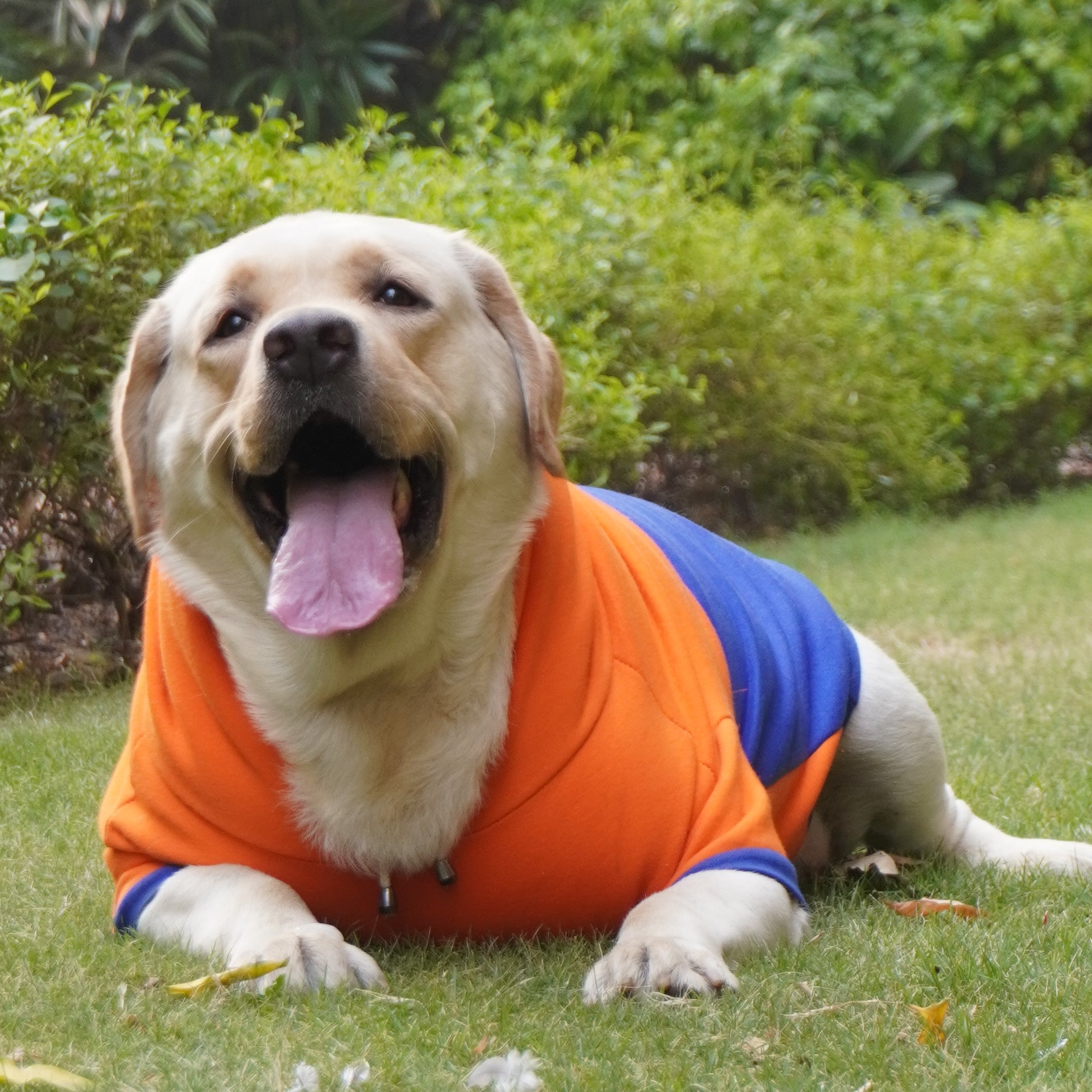 Pawgy Pets Stripe Hoodie Pet Sweatshirt - Orange n Blue