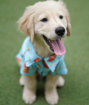 Pawgy Pets Fries over guys Shirt Blue for Dogs