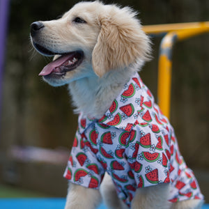Daisy Melon Shirt | Pink | For Dogs | Pawgy Pets