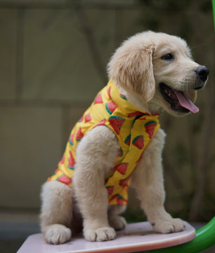 Pawgy Pets Watermelon sugar sando Yellow  for Dogs